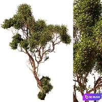 Tree Vol 06