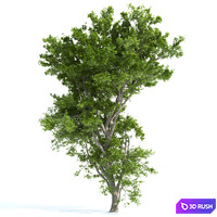 Spring tree_1
