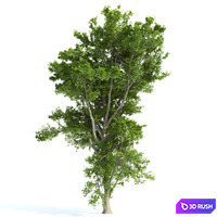 thumb image