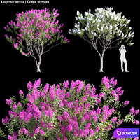Lagerstroemia | Crepe Myrtles 02