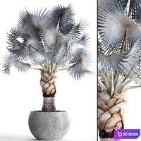 Palm Bismarckia nobilis Blue. fan palm, brachea, bismarckia, palm tree in a vase, pot, decorative, outdoor, blue palm, concrete
