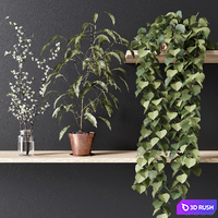 PLANT_002