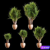 A set of Yucc flowers