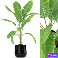 Plants collection 185