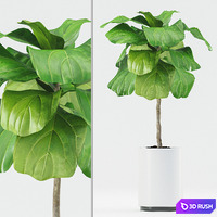 Plants 185