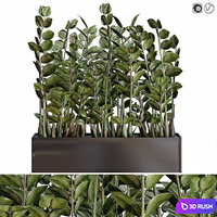Modular plant Zamioculcas in black vase