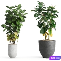 Set of indoor plants 3D Model Corona