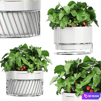 INTERIOR FLOWER PACK 59 - STRAWBERRY 3D Model Vray