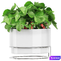 INTERIOR FLOWER PACK 59 - STRAWBERRY 3D Model Vray