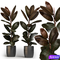 Indoor plants