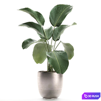 A beautiful little exotic flower in a pot of Kalatea lutea. Set 684. 3D Model Vray