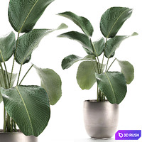 A beautiful little exotic flower in a pot of Kalatea lutea. Set 684. 3D Model Vray
