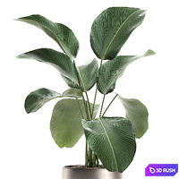 A beautiful little exotic flower in a pot of Kalatea lutea. Set 684. 3D Model Vray