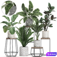 A collection of small plants on a flower stand in pots with Palm, ficus, strelitzia, a shelf with flowers. Set 702 3D Model Vray