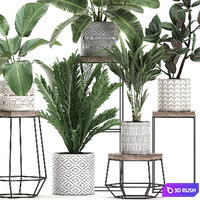 A collection of small plants on a flower stand in pots with Palm, ficus, strelitzia, a shelf with flowers. Set 702 3D Model Vray
