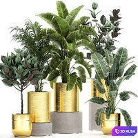 Collection of small plants in luxury gold pots with Hovea palm, ficus tree and Strelitzia. Set 786.