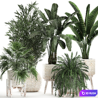 Collection of plants in white baskets with Fan palm, Fern, Bamboo, Strelitzia. Set 791. 3D Model Vray