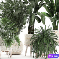 Collection of plants in white baskets with Fan palm, Fern, Bamboo, Strelitzia. Set 791. 3D Model Vray