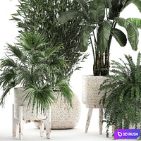 Collection of plants in white baskets with Fan palm, Fern, Bamboo, Strelitzia. Set 791. 3D Model Vray