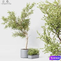 Indoor Plant 010 3D Model Vray, Corona