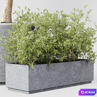 Indoor Plant 010 3D Model Vray, Corona