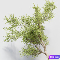 Indoor Plant 010 3D Model Vray, Corona