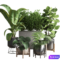 Collection Indoor plant 43 vase 3D Model Vray, Corona