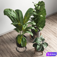 Collection Indoor plant 43 vase 3D Model Vray, Corona