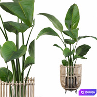 Plants collection 103 - strelitzia 3D Model Vray, Corona