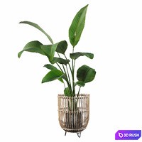 Plants collection 103 - strelitzia 3D Model Vray, Corona