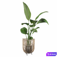 Plants collection 103 - strelitzia 3D Model Vray, Corona