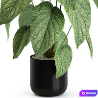 Plants collection 533 3D Model Vray, Corona
