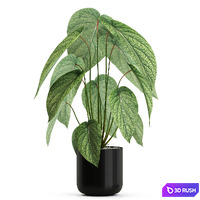 Plants collection 533 3D Model Vray, Corona
