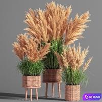 Indoor_Plant_Set_49 (pampas) 3D Model