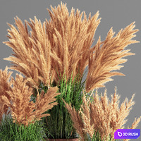 Indoor_Plant_Set_49 (pampas) 3D Model Vray, Corona