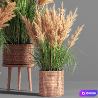 Indoor_Plant_Set_49 (pampas) 3D Model Vray, Corona