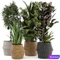 Indoor Plants in Wicker Basket - Set 258