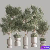 Indoor plant set 37(Corona) 3D Model Corona