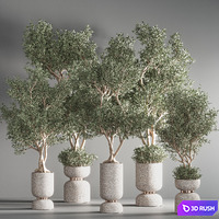 Indoor plant set 37(Corona) 3D Model Corona
