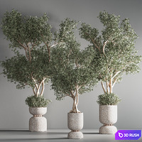 Indoor plant set 37(Corona) 3D Model Corona