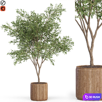 Plants collection 625