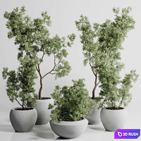Collection indoor outdoor plant 288 plant tree vase dirty concrete corona
