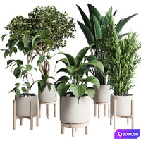 Collection indoor plant 294 ficus palm ravenala wooden vase