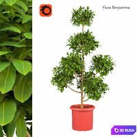 Ficus benjamina