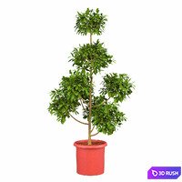 thumb image
