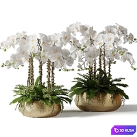 2 Orchids in brass pots