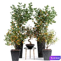 Indoor plant set 28-orange tree