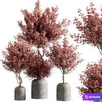 Indoor plant set 21