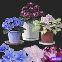 Usambara violet (Saintpaulia) 3D Model Corona