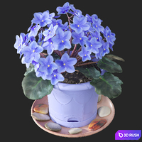 Usambara violet (Saintpaulia) 3D Model Corona